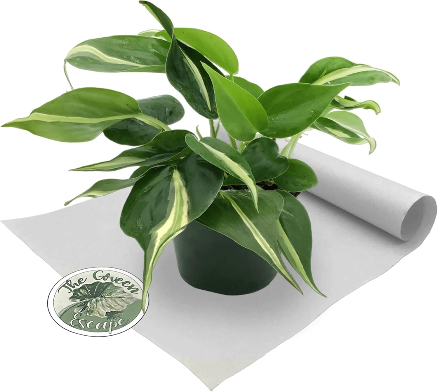 Philodendron Silver Stripe 4” Pot
