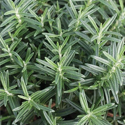 Miniatura 4 de American Plant Exchange Planta de romero azul toscano vivo con fragantes flores azules y violetas, planta de hierbas comestibles, maceta para