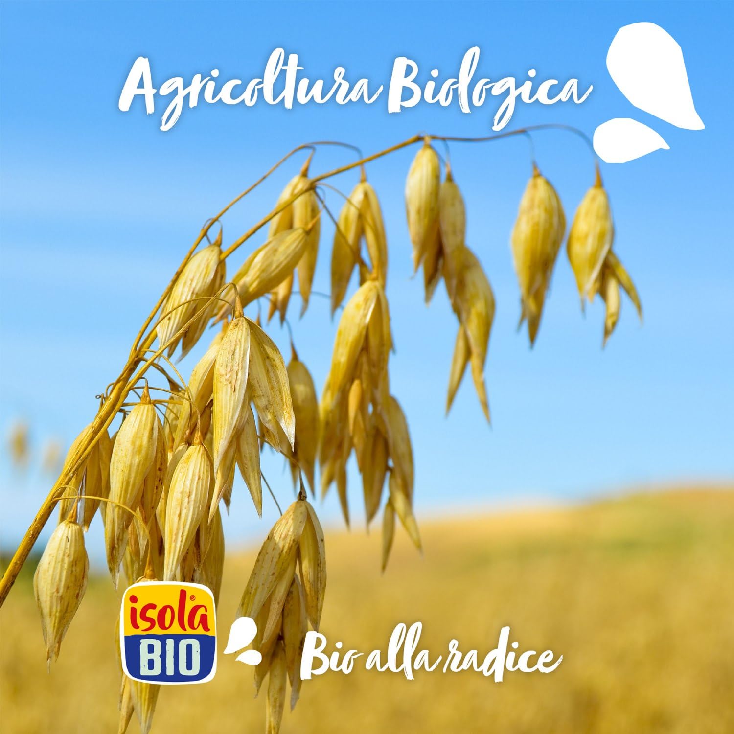 ISOLA BIO Barrette con Avena Integrale, Cioccolato e Granella di Cacao Bio, Crunchy, Fonte di Fibre, Vegan, 12 Confezioni da 50g (2 Snack per Confezione, Totale 24 Barrette)