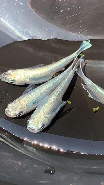 Amazon ともちゃんのメダカ屋さん 極龍めだかの卵 20個 10個 青みゆき 幹之 ともちゃんのメダカ屋さん 観賞魚 水中生物 通販 Amazon ともちゃんのメダカ屋さん 極龍めだかの卵 20個 10個 青みゆき 幹之 ともちゃんのメダカ屋さん 観賞魚 水中生物 通販