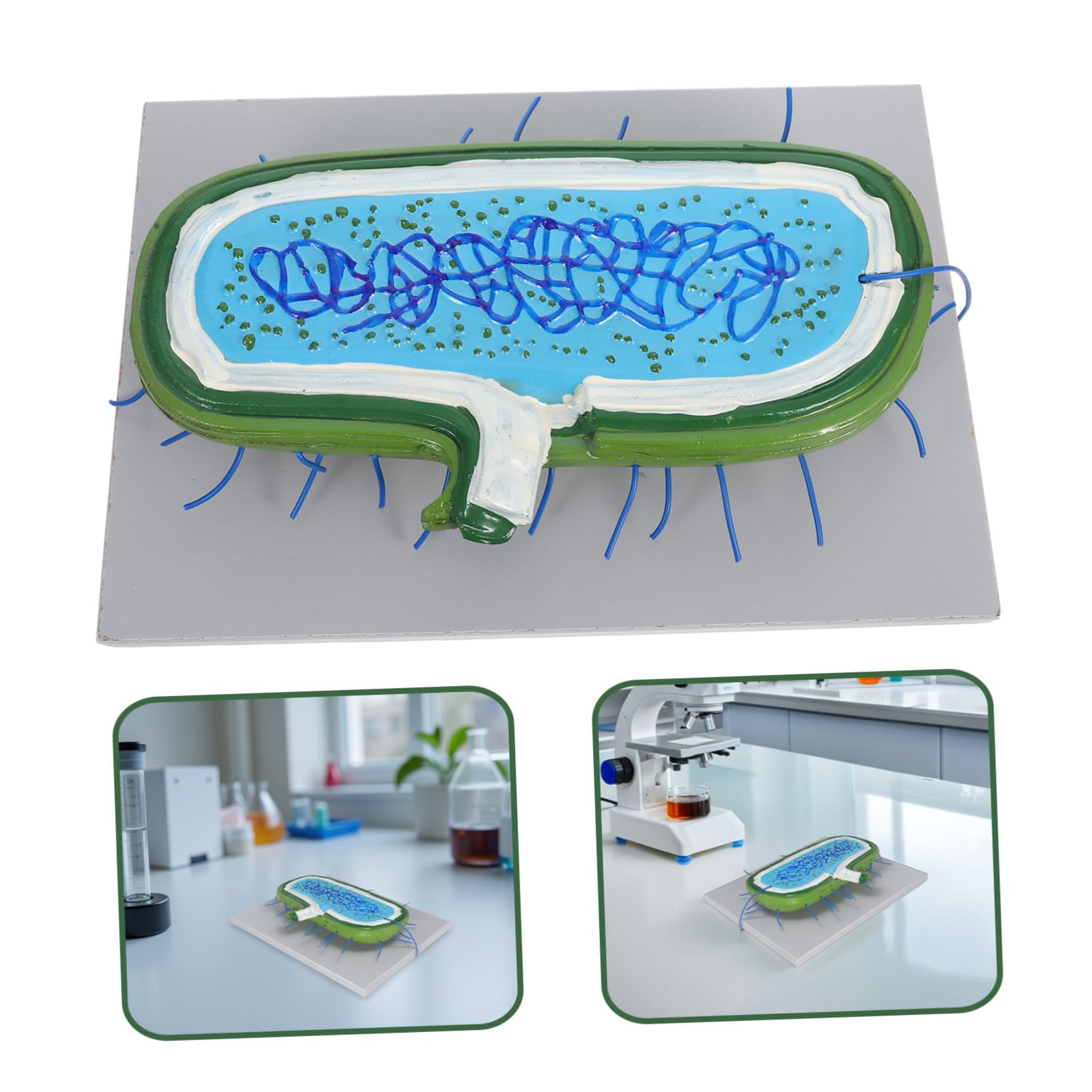 Zellkernmodell für Schüler im Unterricht, Kunststoff, 3D-Modell | Vergrößerte Darstellung, Interaktive Lehre, Präzise Organellen, Geeignet für Klassenzimmer und Demonstrationen