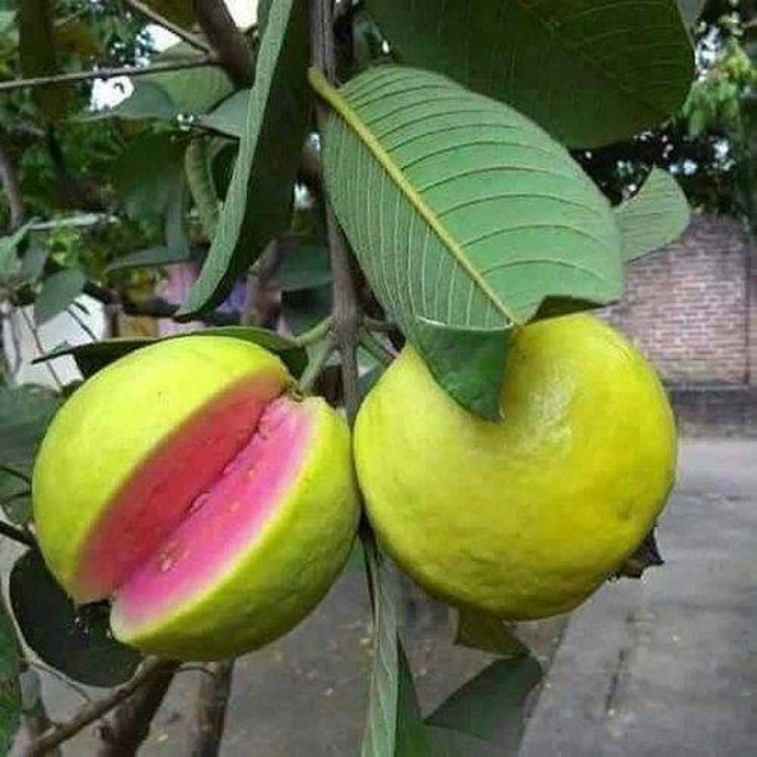 IXORA Guava Arka Kiran Amrood Variety Fruit (Air Layering/Grafted) Live Plants & Tree(1.5-3 Feet Size) (B0BM9J7V1T) Amazon Price History, Amazon Price Tracker