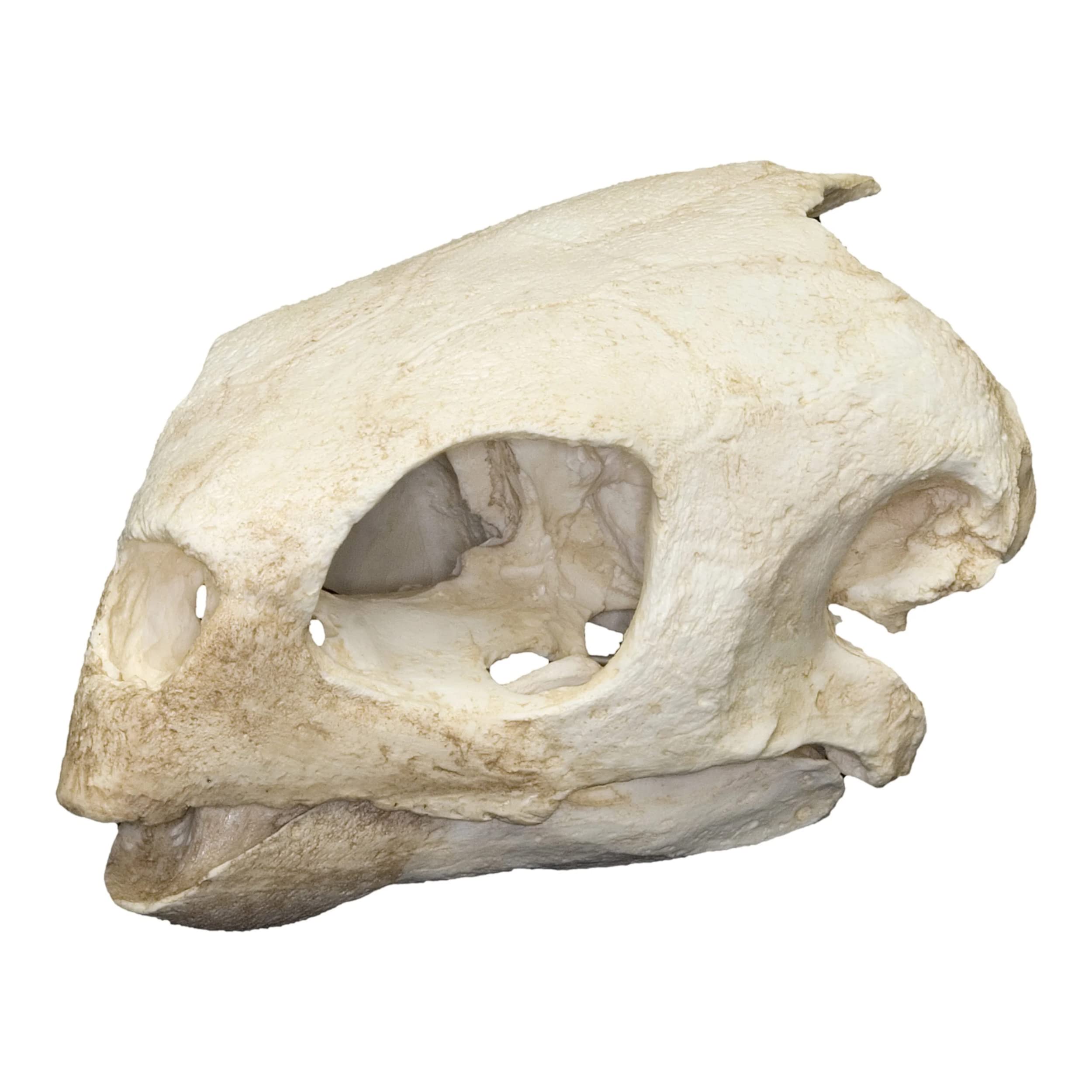Hawksbill Sea Turtle Skull (Teaching Quality Replica)