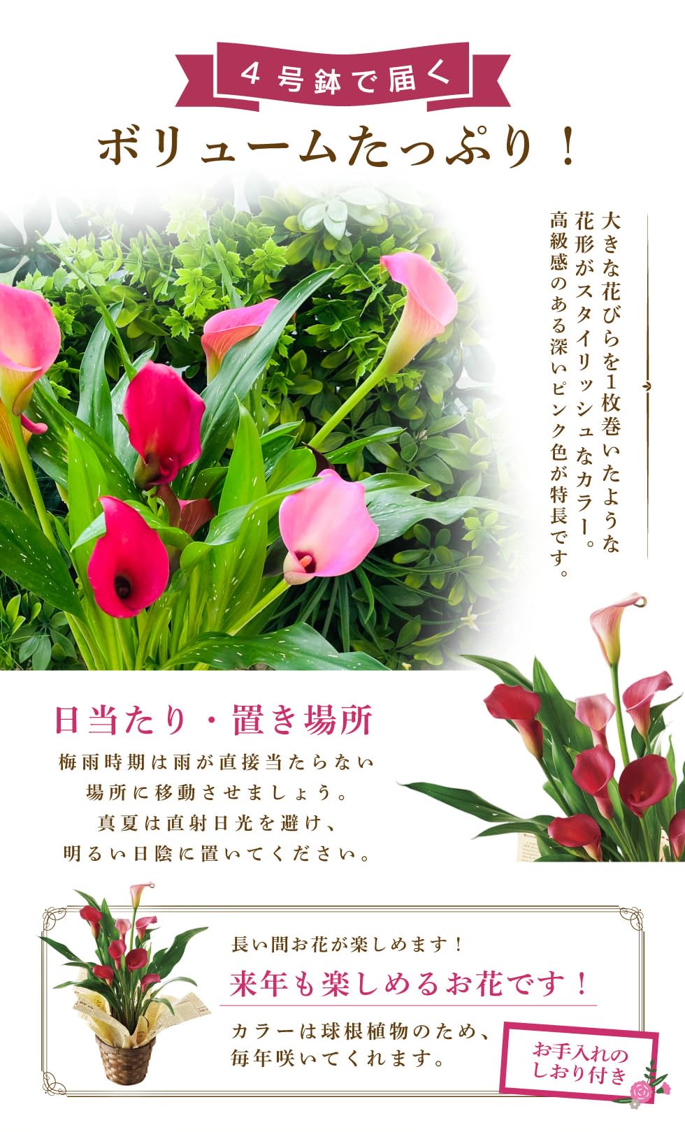 Amazon.co.jp: Mother's Day 2026 Present Gift, Popular, Color