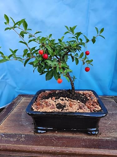 INDOORBONSAIANDEXOTICS Árbol bonsái de cerezo enano