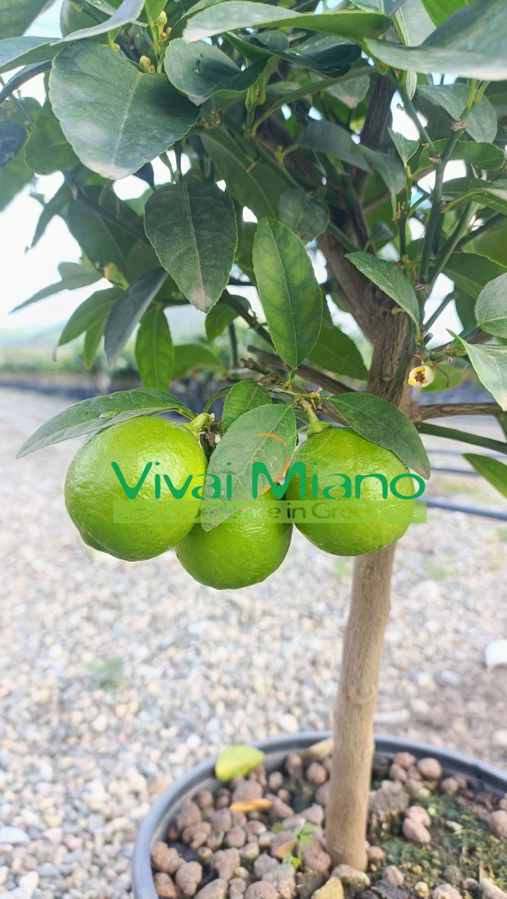 Pianta di Lime del Mexico (vaso - 20) - Immagine reale