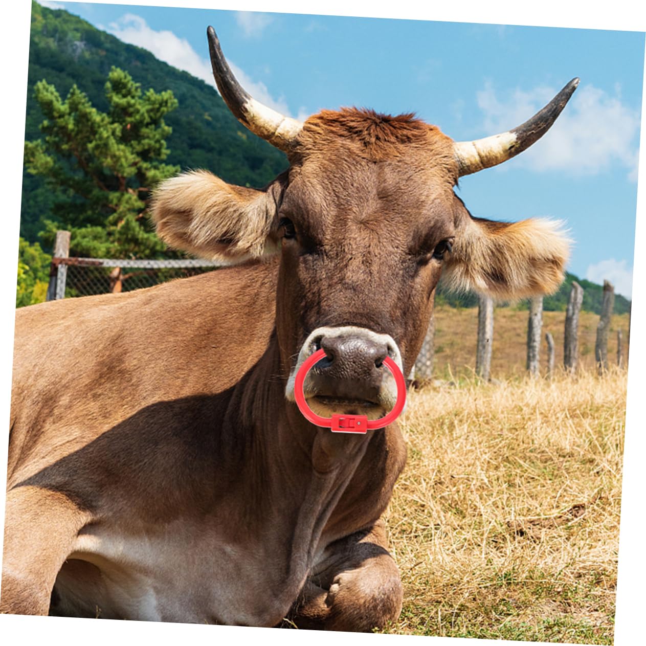 Amazon.co.jp: CAXUSD 2pcs Bull Nose Rings Cow Nose Piercing Cow