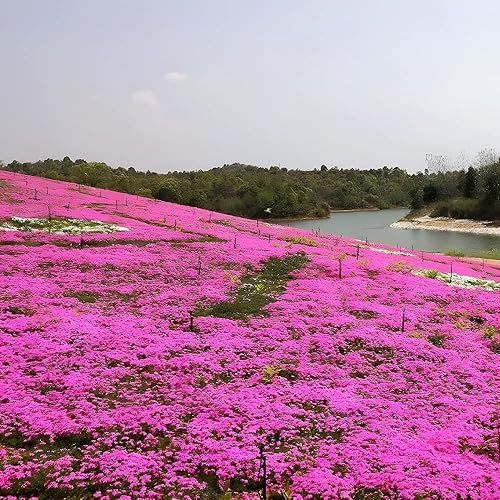 Miniatura 6 de Más de 3000 semillas de tomillo rastrero para plantar, 6 colores empaquetados individualmente Thymus Serpyllum Heirloom azul, morado, blanco, rojo,