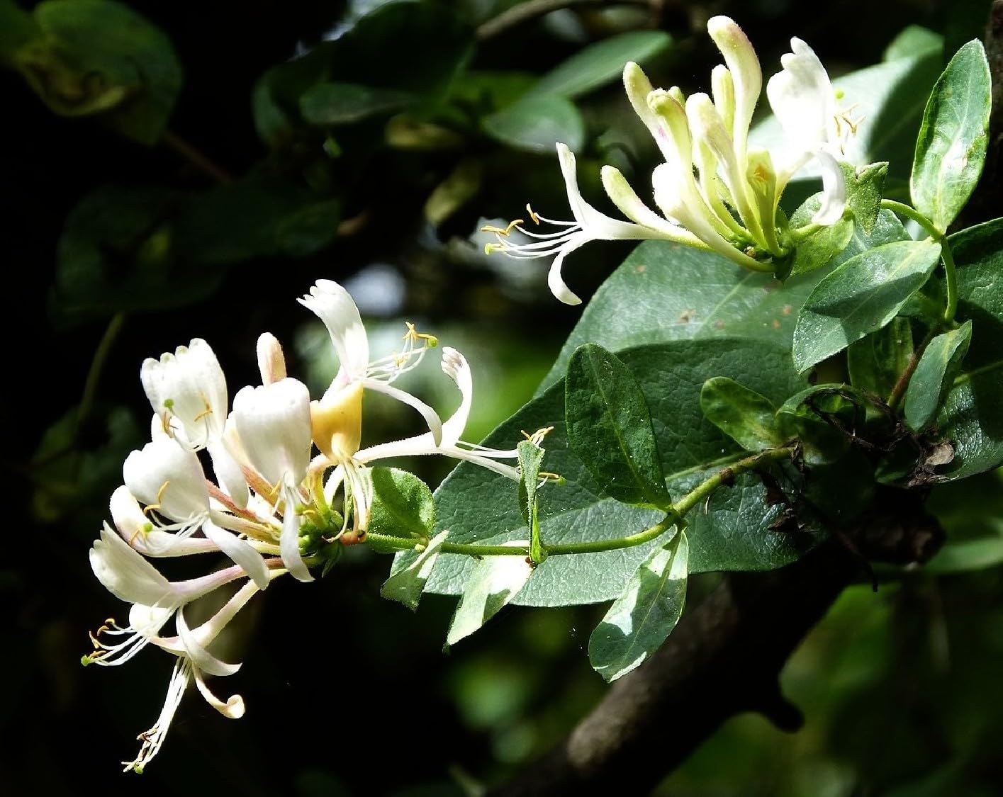 Verdecora Madreselva en maceta de 3L | Lonicera japonica | Trepadora Natural de Rápido Crecimiento | Ideal para Jardines, Muros y Cercas