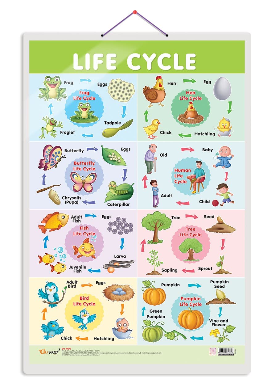 Buy GO WOO Life Cycle Educational for Preschool Kids Classroom Study