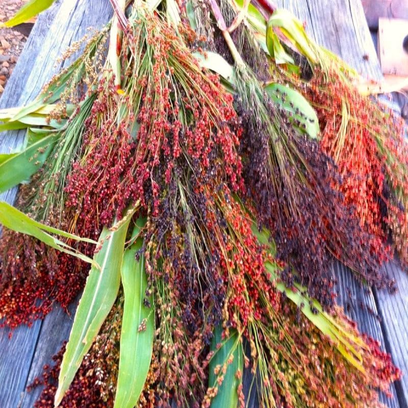 TomorrowSeeds - Semillas de maíz de escoba de colores arcoíris - Paquete de más de 375 unidades - para 2023 sorgo bicolor colores mixtos decoración