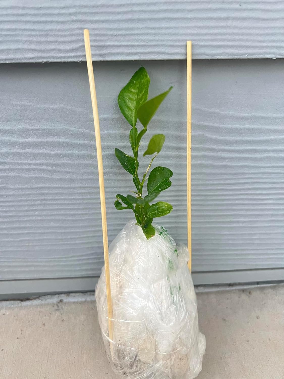 Live Kaffir Lime Tree Plant, Citrus Hystrix, Plant Starter Kit - Cannot Ship to FL, AZ, TZ, CA, LA, HI
