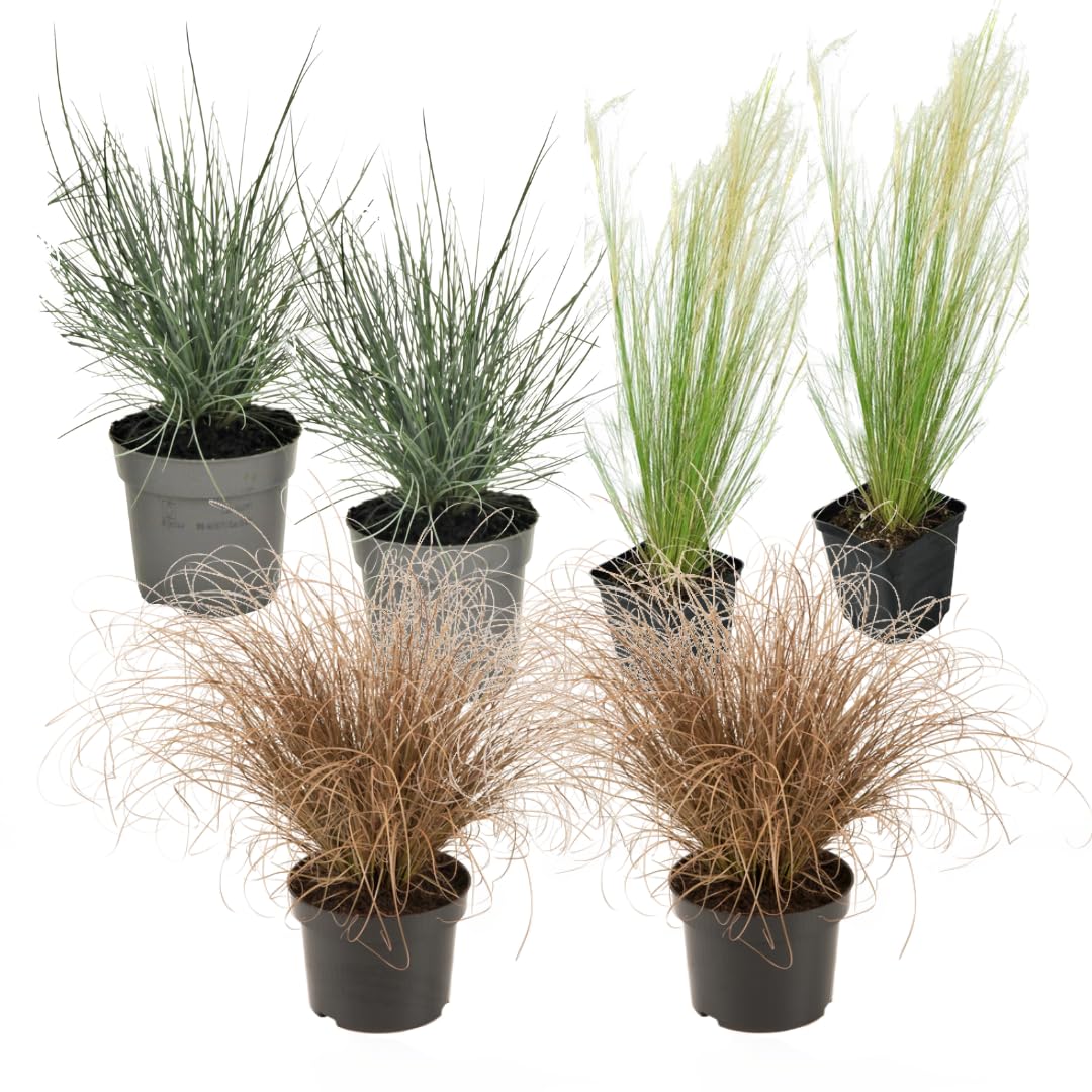 Plant in a Box - Paquete de 6 gramíneas ornamentales - Stipa, Festuca y Carex - Maceta 10,5 cm - Altura 15-25 cm