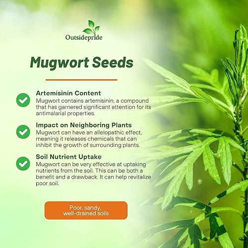 Miniatura 3 de Outsidepride Mugwort Seeds - 10000 Pcs. Perennial, Easy to Grow & Drought-Tolerant, Herb Seeds for Planting Aromatic, Clustered Foliage, Ideal for