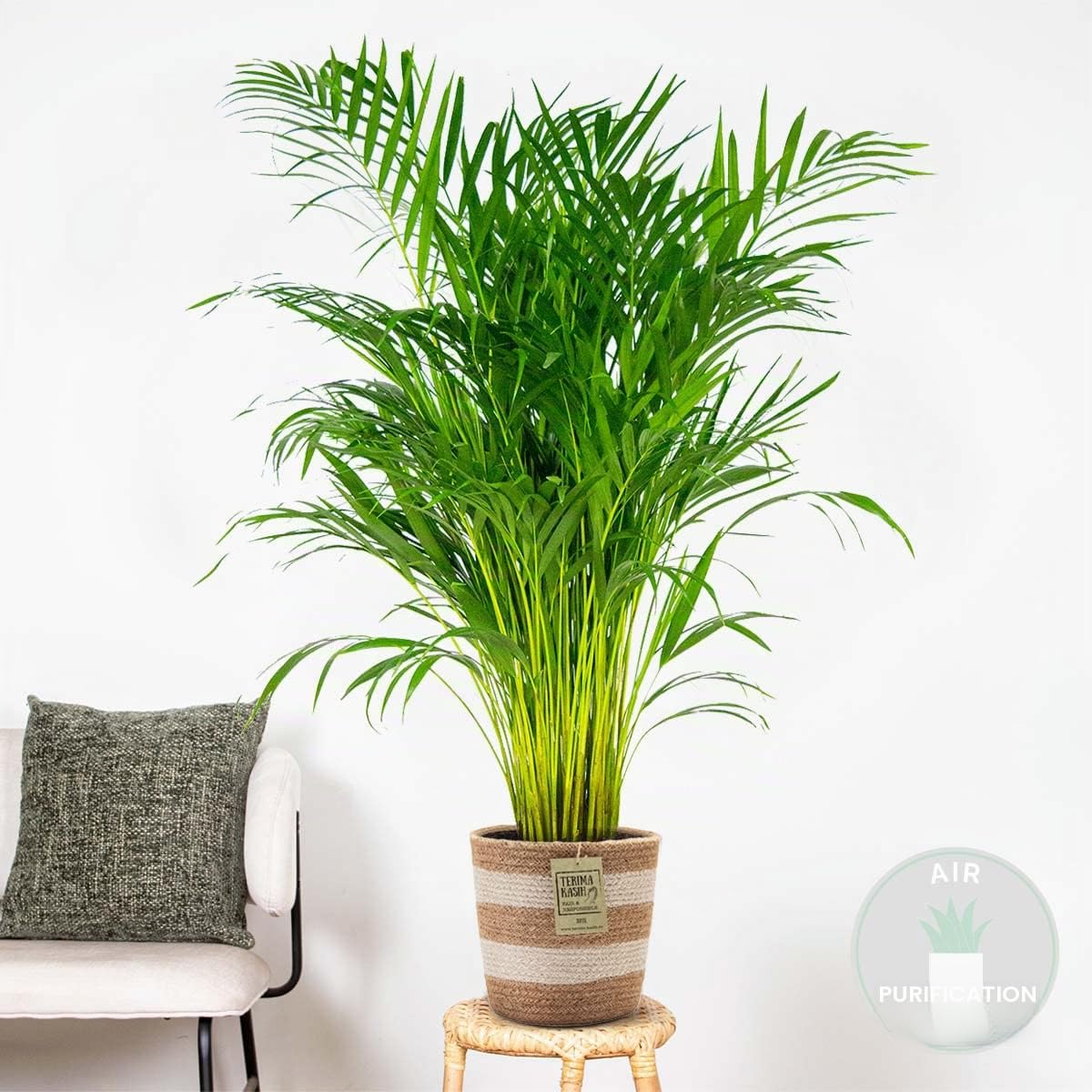 Dypsis Lutescens Palmier Areca Plante d'intérieur Dépolluante Hauteur 100-110 cm Panier en jute 21 cm
