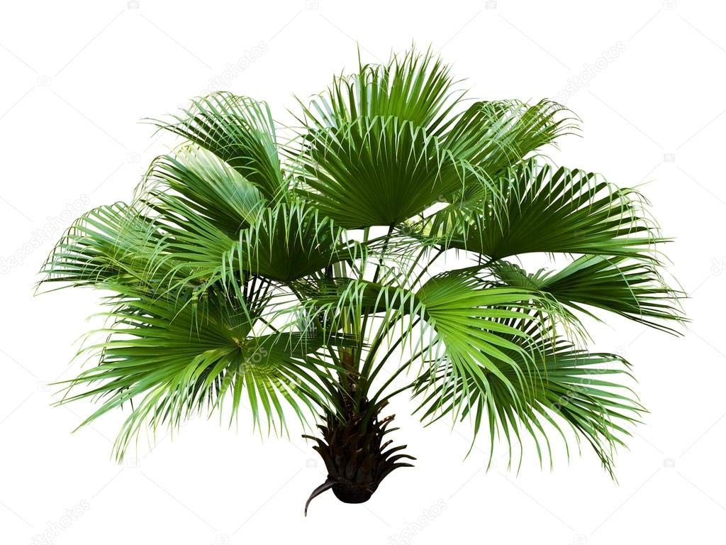 GREEN WORLD China Fan Palm/Livistona Chinensis Ornamental Tree Seeds (150 Seeds) (B08NTFG6TH) Amazon Price History, Amazon Price Tracker
