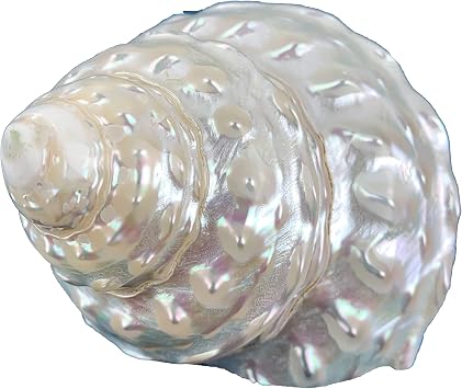 Heyiwell 1PC Wavy Top Pearled Shells,Large Pearled Sea Shell for Decorations Crafts 3"3.5" Inch