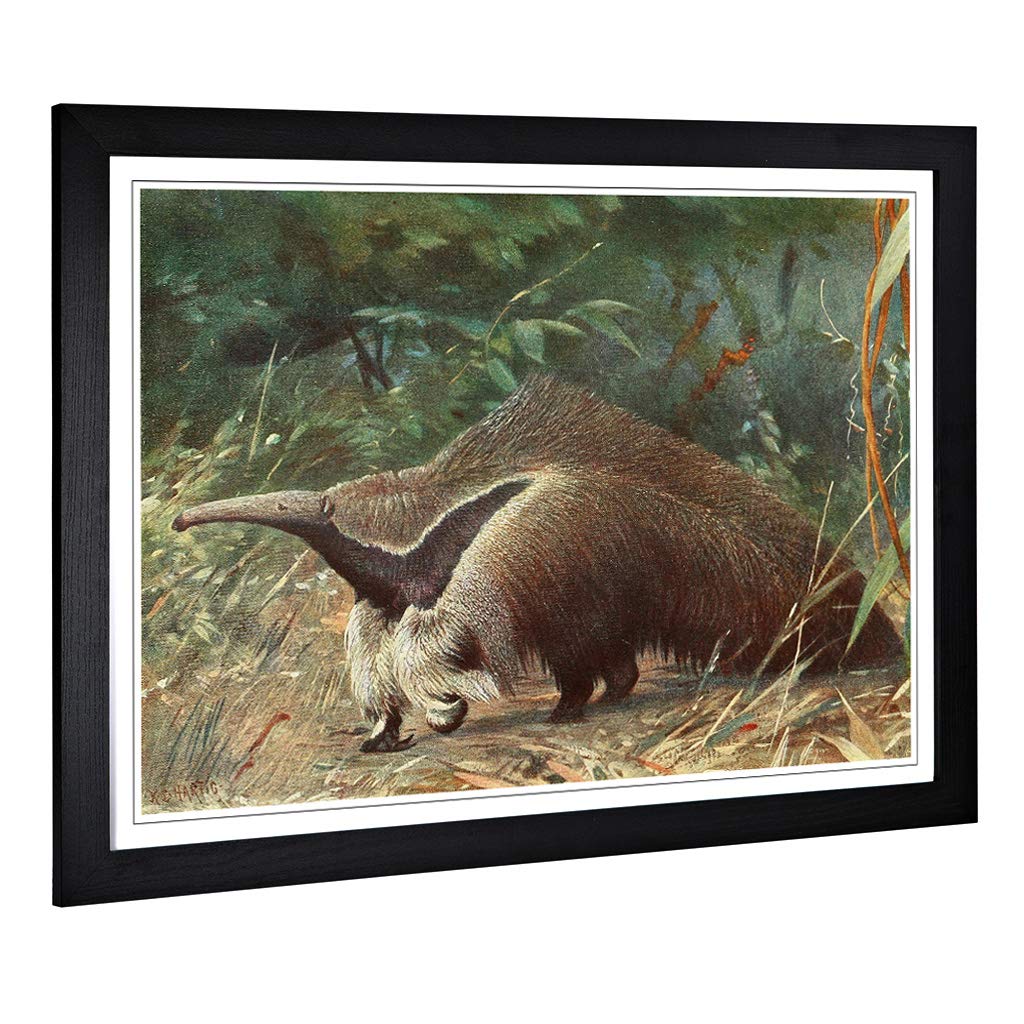 Big Box Art Framed Print of Vintage Karl Ludwig Hartig Giant Ant-Eater Design | Wall Art Picture | Home Decor for Kitchen, Living Room, Bedroom, Hallway, Black, A2 / 24.5x18 Inch / 62x45cm