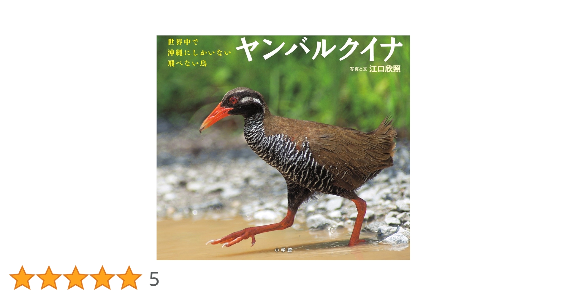 岸本ウラチ　ヤンバルクイナ 沖縄本部【公式】オキナワ ハナサキマルシェ