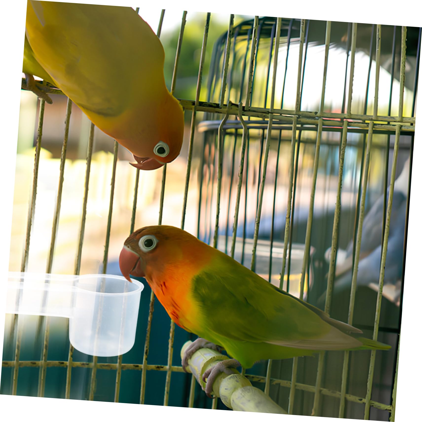 Beavorty Dispenser Acqua per Piccioni e Pappagalli 10 Pezzi in Plastica Bianca Doppia Bocca Autodrinker per Animali da Zoo e Negozio Pet