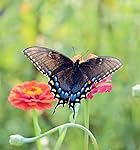 Review Image by R. Williams