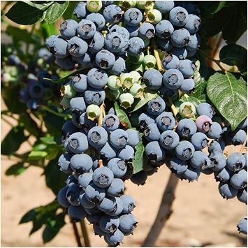 1 Blueberry 'Herbert' Fruit Bush in a Large 9cm Pot 3fatpigs