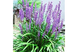 QAUZUY GARDEN 5 Seeds Lilyturf Liriope Muscari Seeds, Big Blue Lily Turf...