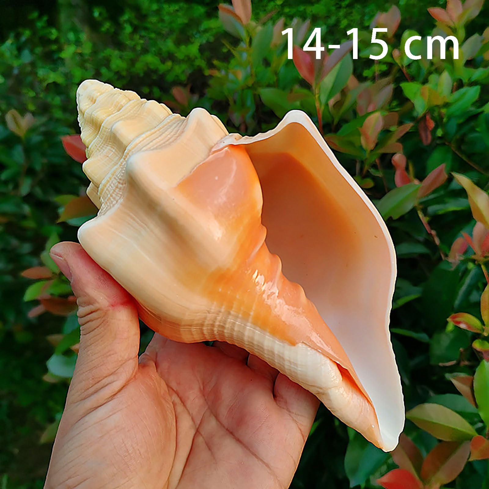 Naturalne muszle plażowe, 1 szt. - średnie i duże dekoracyjne do akwariów, na wesela majsterkowania(1415cm)