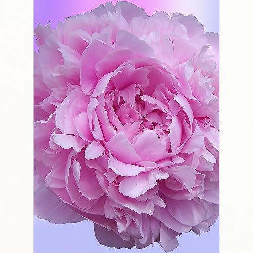 Miniatura 2 de CafePress Naipes de tamaño estándar de flor de peonía