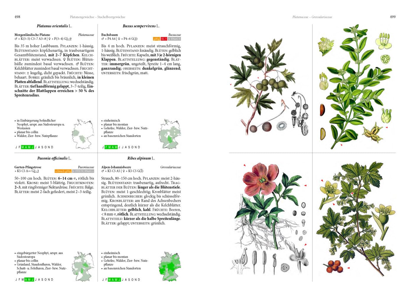Die Flora von Deutschland. Alle heimischen Arten: Über 2.500 Pflanzen. Mit Bestimmungsschlüssel.