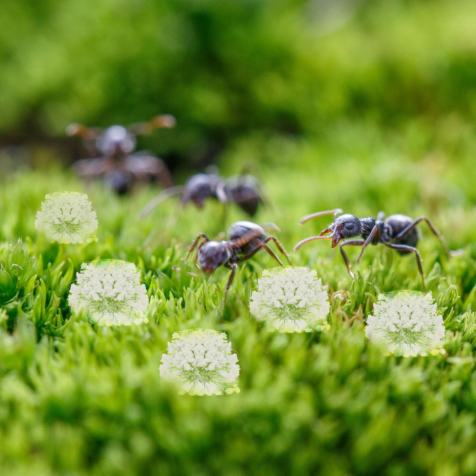 DOITOOL Materiali per Scenery DIY per Tavolino Giardino Esterno Cespugli Artificiali Bianco in Resina e Plastico, Facile da Usare e Portatile, Stile Realistico e Naturale per Modello