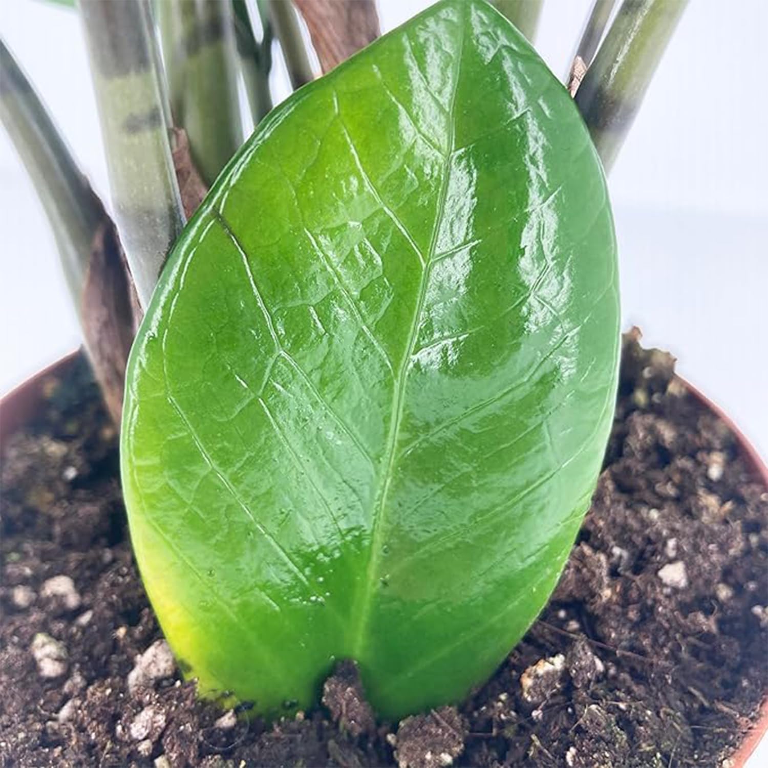 KENTIS - Zamioculcas Zamiifolia - Piante Vere da Appartamento - Pianta Purificante Aria - Facile Cura - H 40-50 cm Vaso Ø 12 cm