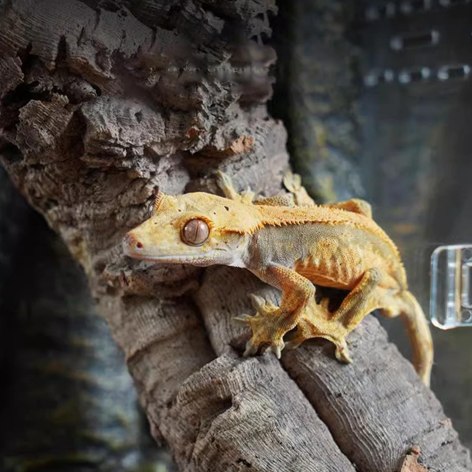 Jumping Spider Enclosure – oddychająca, wygodna, przezroczysta, akrylowa osłona żaby, małe żółwie, przekąski, żaby, żaby, wężyki, terrarium, pojemnik do obserwacji zwierząt domowych