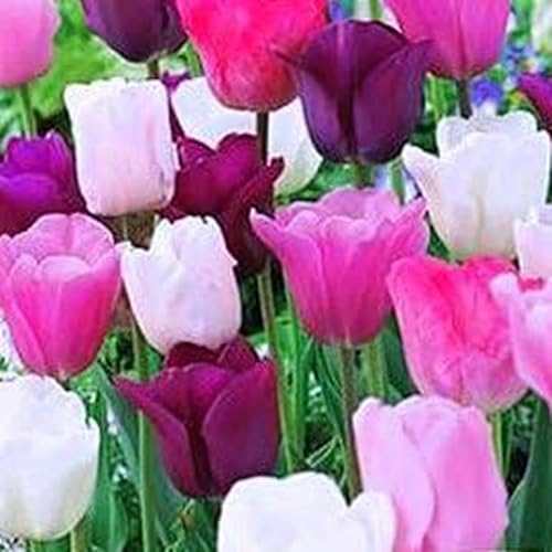 50 Purple Rain Mix Tulip Bulbs - Tulipa Triumph: Super-Sized X-tra Value Bag! Pre-Chilled Read for Spring!!-Daylily Nursery