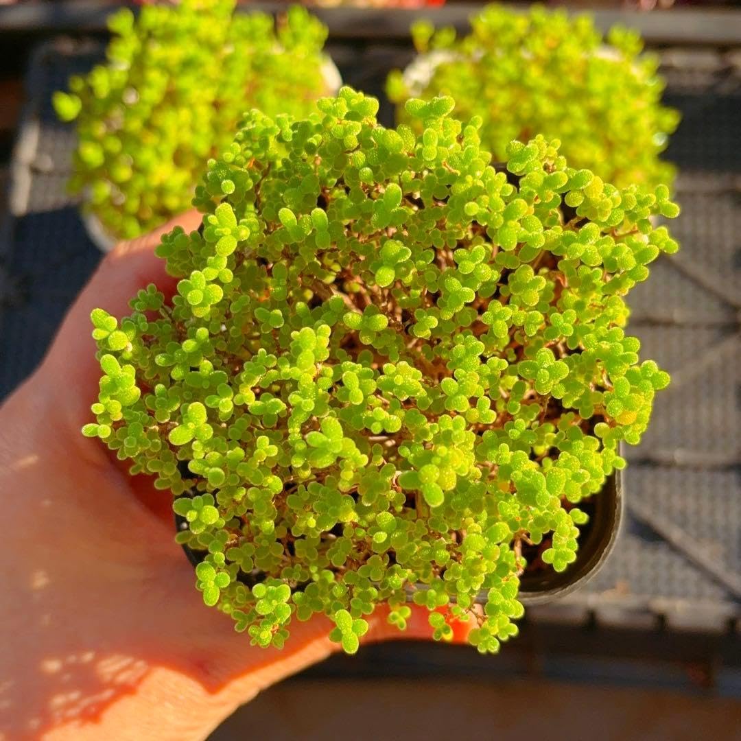新入荷　ドロサンテマム　蜜橘 レア株　多肉植物　I0苗　根付き　鉢5cm Amazon.co.jp: ドロサンテマム 蜜橘 特大サイズ 9cm鉢 抜き苗 多肉植物