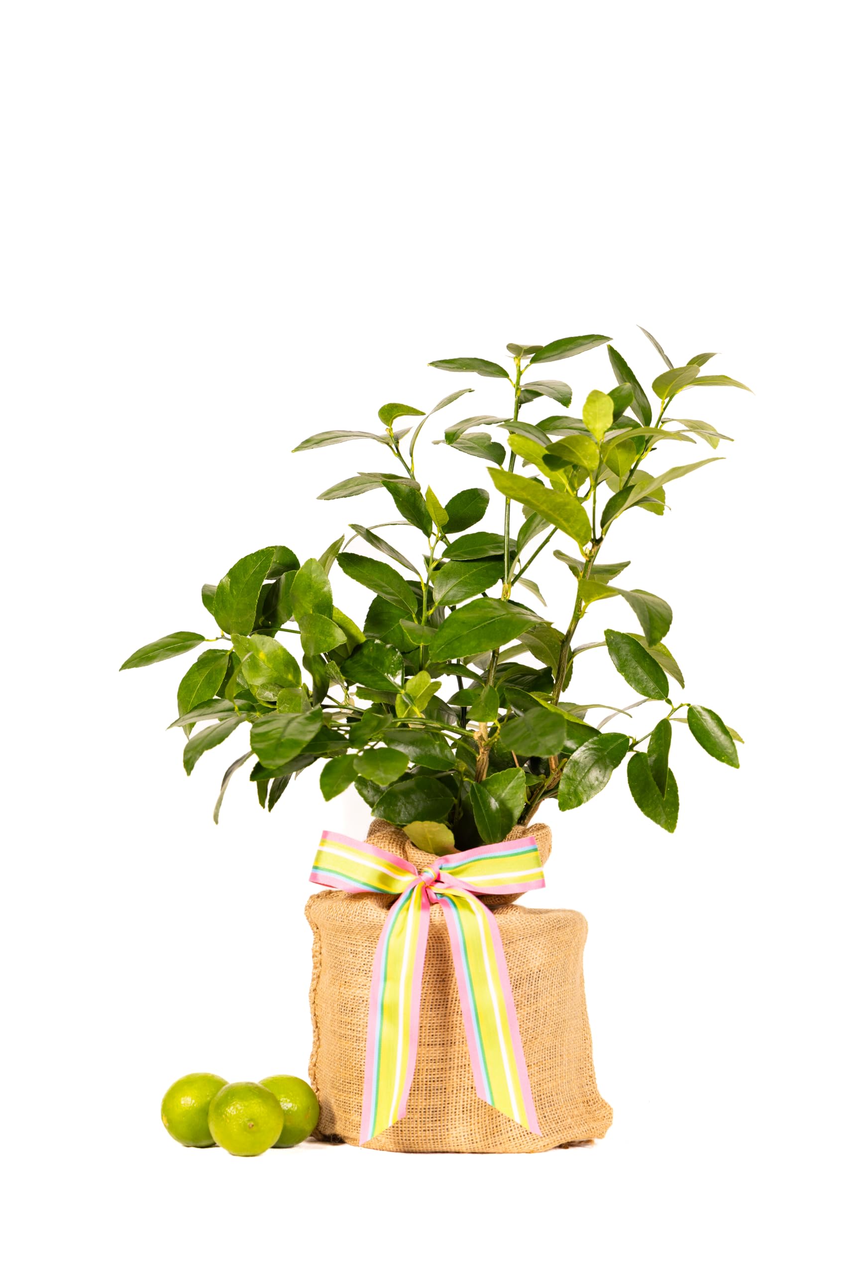 Magnolia Company Persian Lime Tree