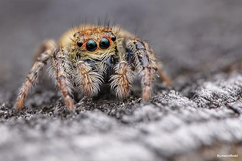 Miniatura 9 de TTArtisan 3.937 in F2.8 Full Fram Tilt Shift Lente Macro para Nikon Z Mount Cámara sin espejo Z6 Z7 Z6II Z7II Z6 MARKII Zfc Z50 Z9