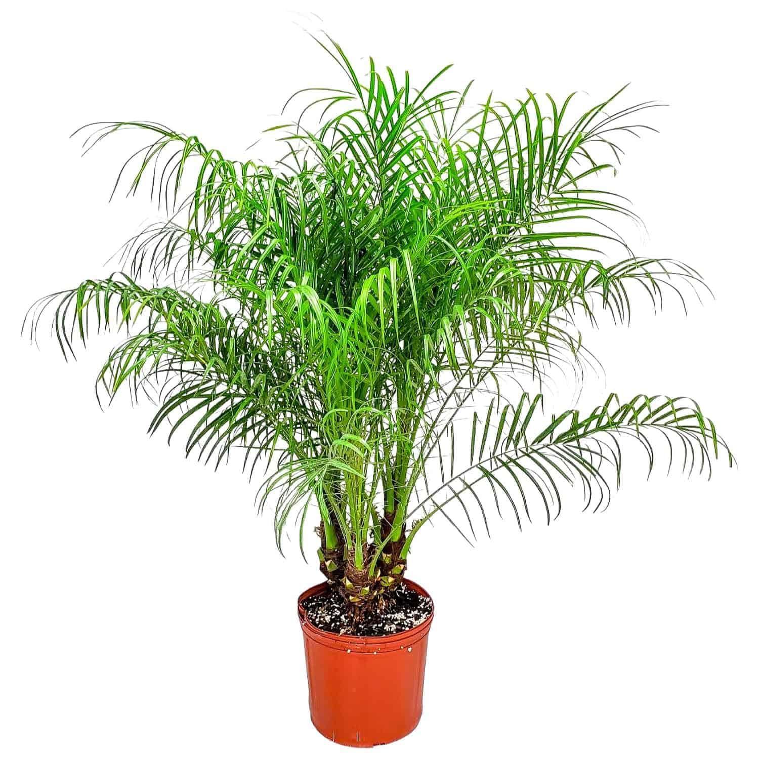 Roebellenii Palm Tropical Plants of Florida
