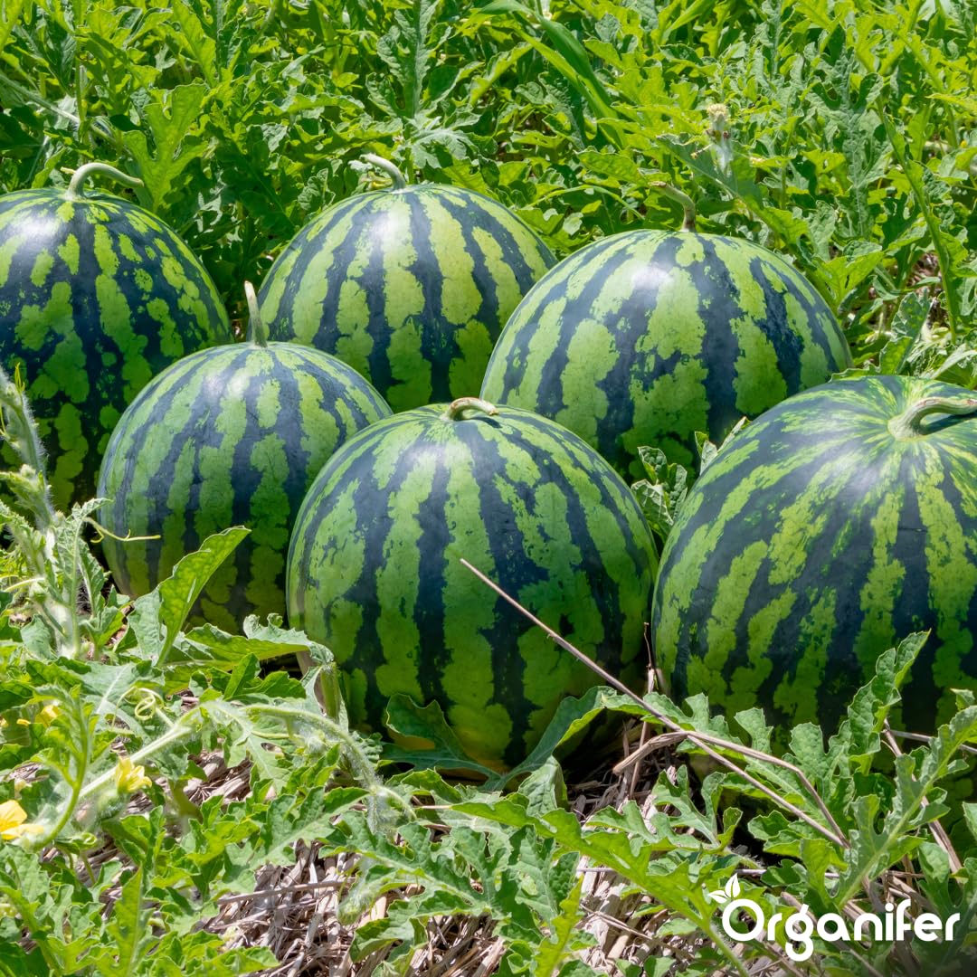 Fertilizzante Liquido Organico per Anguria 1L – Concime per Frutti Grandi e Raccolti Abbondanti