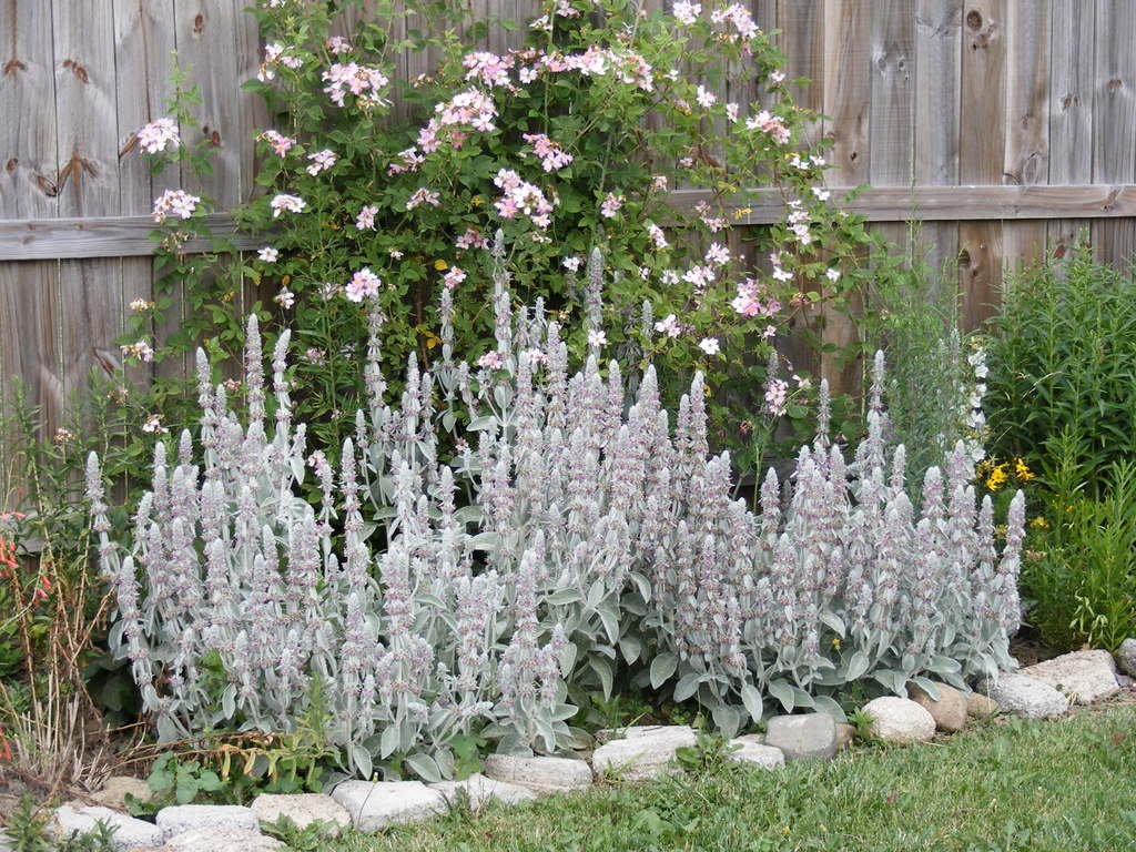 100+ Lamb's Ear (Stachys Byzantina) Seeds - Soft, Silvery Perennial Ground Cover
