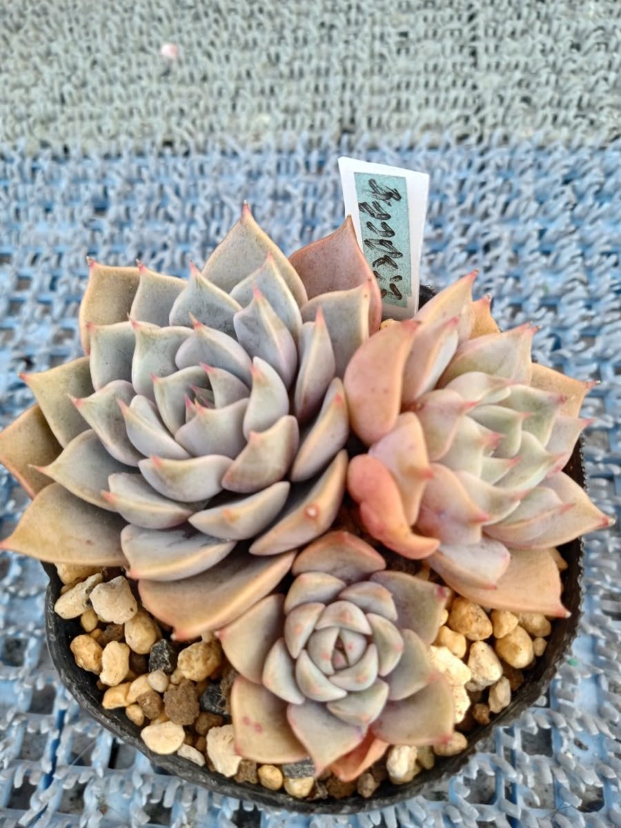 Amazon.co.jp: 多肉植物 チョコロマンス 抜き苗 7ハーフポット