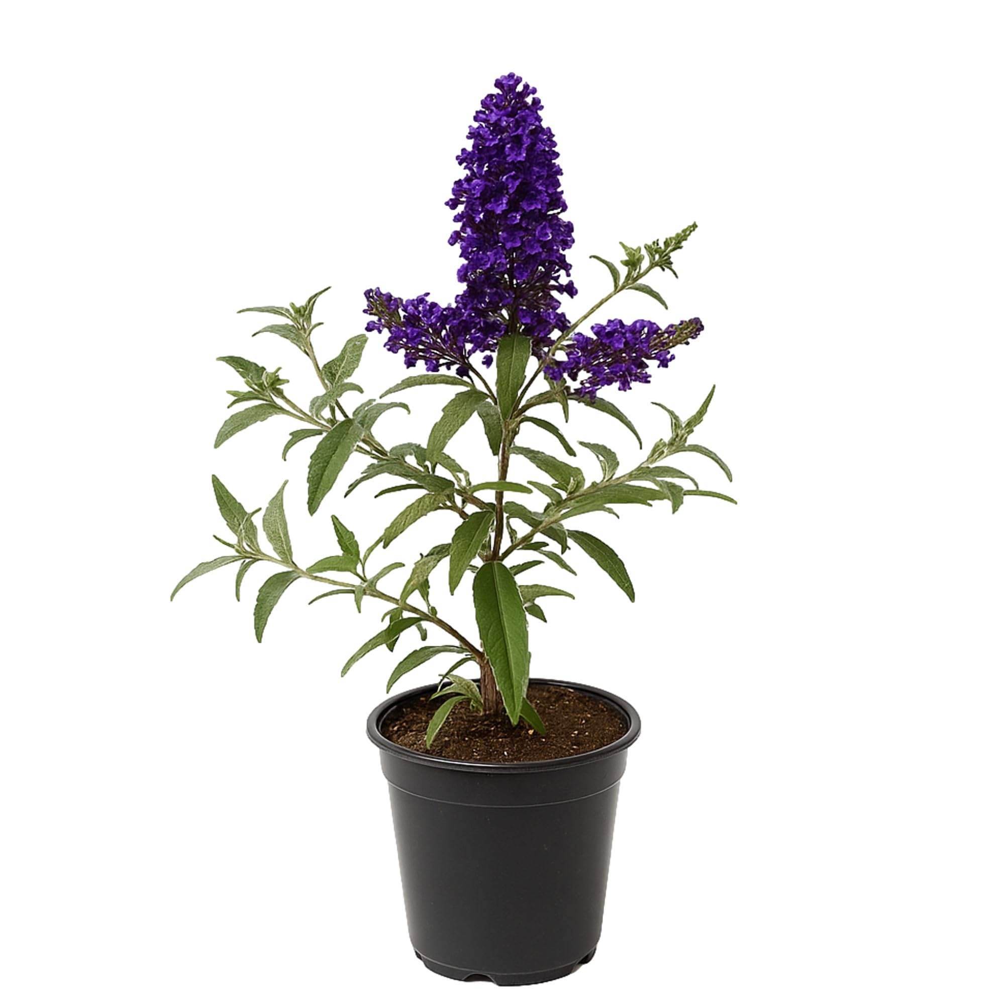 Buzz Midnight Butterfly Bush
