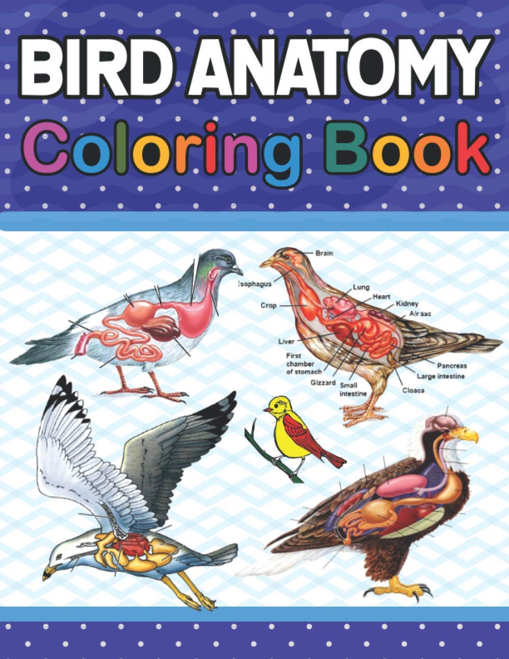 Bird Anatomy Coloring Book: Ornithology Coloring Book for Ornithologist. Bird Anatomy Coloring Workbook for Kids, Boys, Girls & Adults. Veterinary ... Students & Adults. Vet tech coloring books.