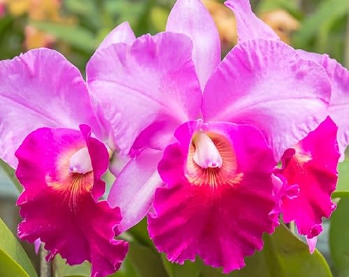 Miniatura 4 de Risalana Hawaiian Cattleya Orchid Plant 2" Pot ~ Grow Hawaii