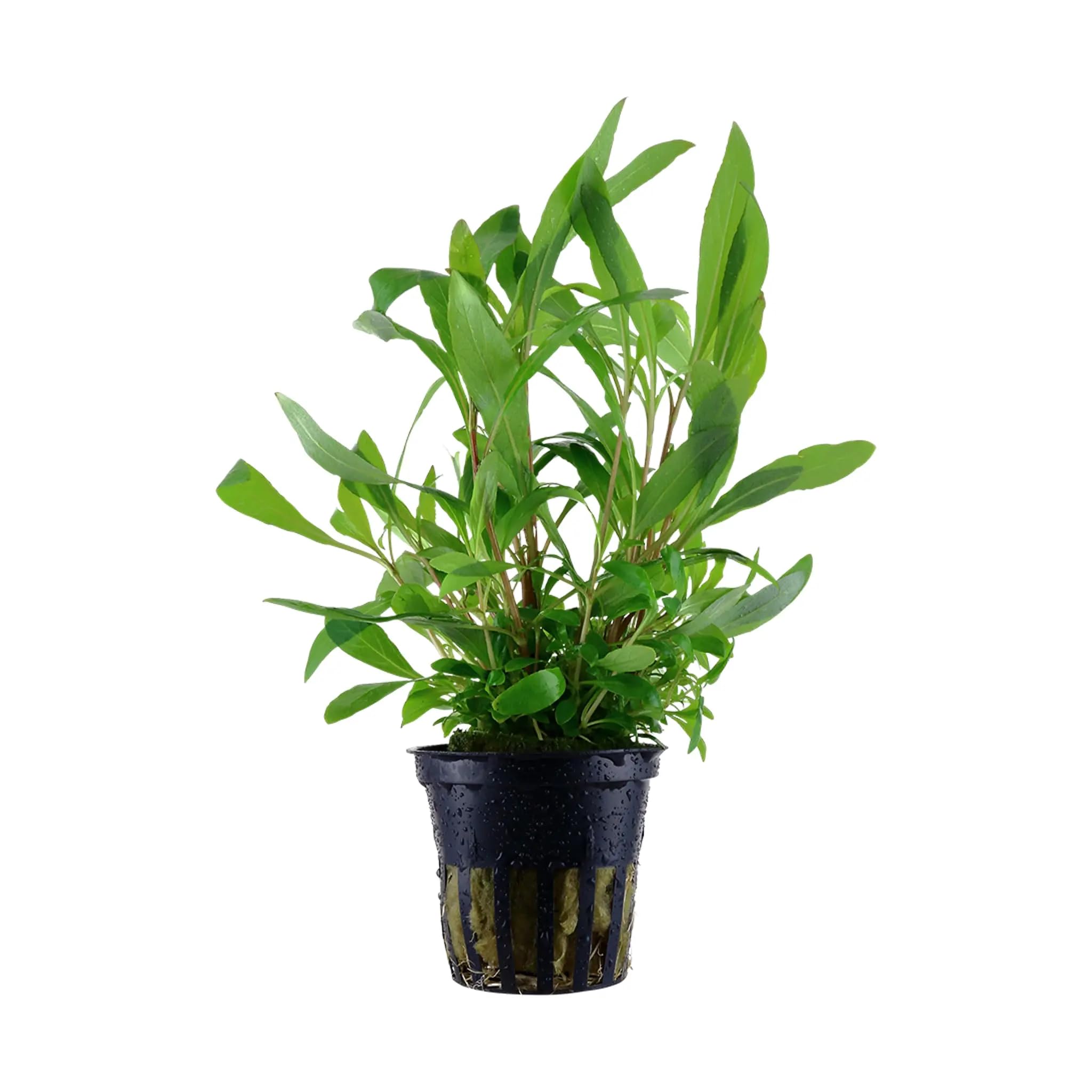 Aqua Essentials Hygrophila siamensis 53B