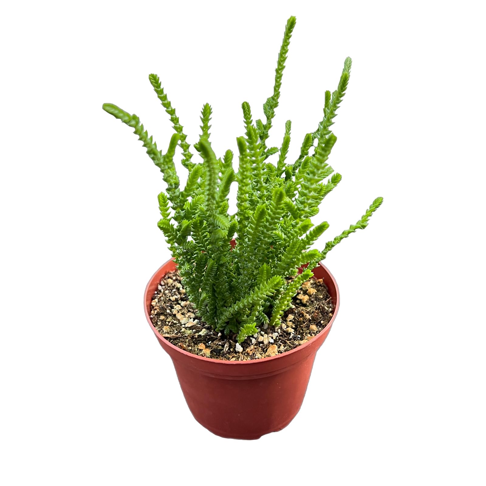 Crassula muscosa 4 Inch