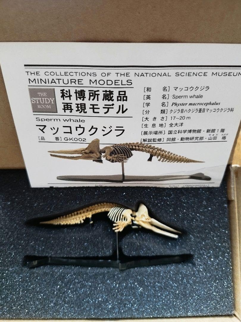 科博所蔵品 マッコウクジラ 全身骨格 再現モデル 国立科学博物館 海洋