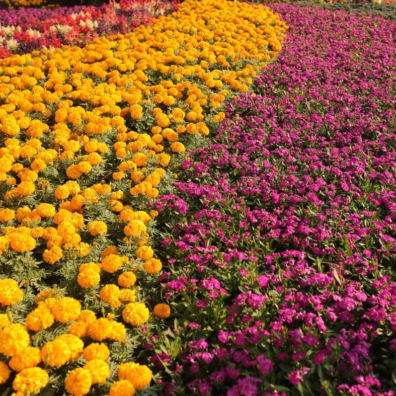 Miniatura 2 de 14-14-14 Plant Fertllizer Elite Nutrition - 15 libras de liberación lenta 120 días - Agregado en micros - Fertilizante ornamental y de paisaje (15