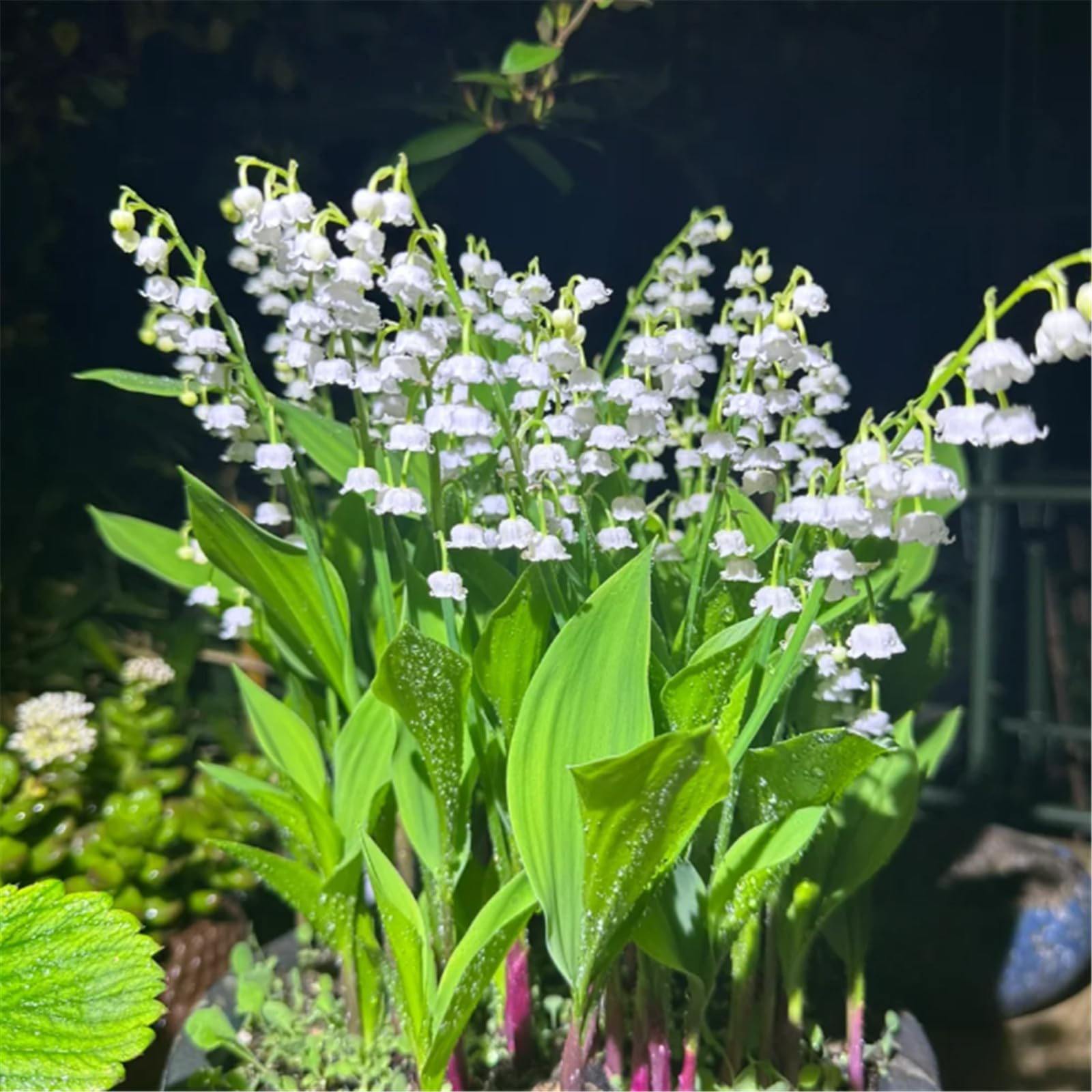 Hardy Perennial,Lily of The Valley Plants UK, Excellent Display-20bulbs-B