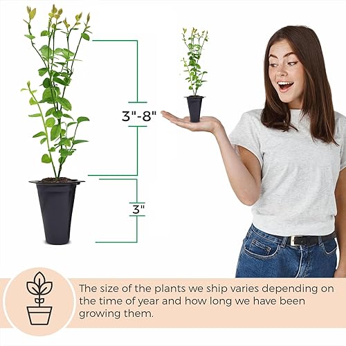 Miniatura 24 de Blueberry Plant Chandler Live a la venta (paquete de 4) Plantas fáciles de cultivar Planta frutal comestible para una vida sostenible Cultiva